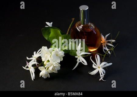 Parfum de jasmin et de Banque D'Images