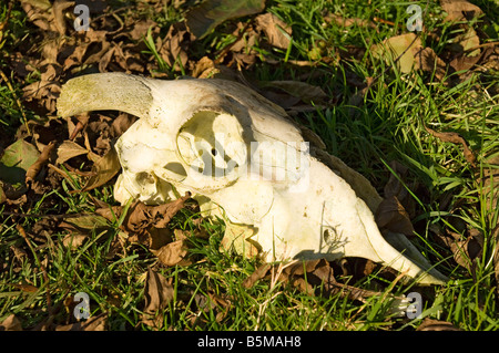 Crâne de mouton gros plan Angleterre Royaume-Uni GB Grande-Bretagne Banque D'Images