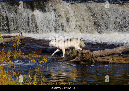 Loup gris la chasse sur la rivière Kettle en dessous d'une cascade dans le parc d'État interdisant au Minnesota Banque D'Images