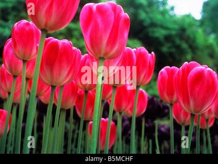 Tulipes rouges poussant dans un lit de fleur de jardin ou un lit de fleurs. Paysage bas angle vue rapprochée de la face inférieure des fleurs dans le sol. ÉTATS-UNIS Banque D'Images