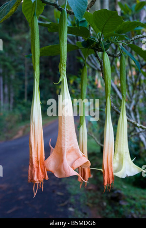 Angel's (trompettes) Brugmansia est une plante très toxique contenant de l'atropine et la scopolamine Banque D'Images