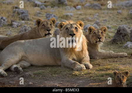 Les Lions à vers ciel, Etosha National Park,Numibia,l'Afrique. Banque D'Images