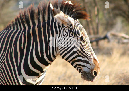 Zebra au coucher du soleil sur les plaines de la réserve nationale de Samburu, Kenya. Banque D'Images