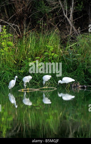 Aigrette neigeuse Egretta thula Mitchell Lake Audubon Center Banque D'Images