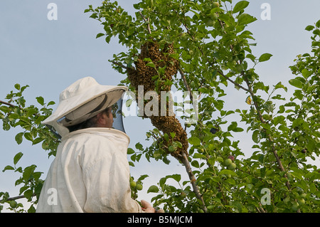 L'apiculteur recueillir un essaim d'abeilles sauvages d'un arbre Banque D'Images