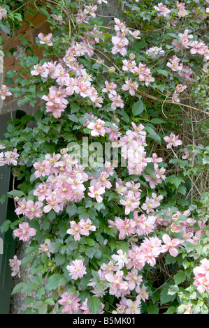 Clematis Vieux Mans Beard Voyageurs Joie Banque D'Images