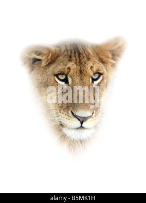 Young male lion portrait Banque D'Images