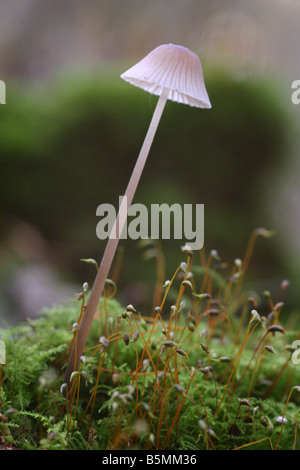 Mycena Canada dans les bois sur bois morts couverts de mousse Banque D'Images