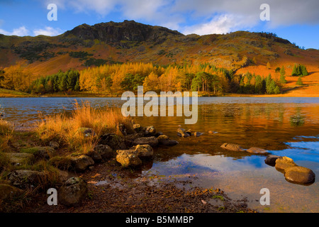 Blea Tarn en automne Parc National de Lake District Cumbria England Banque D'Images