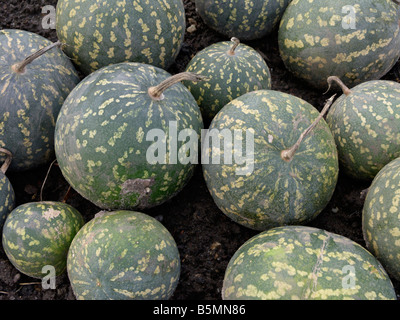 (Colocynthis Citrullus colocynthis) Banque D'Images