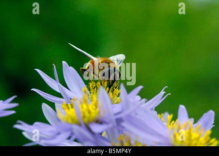 Une abeille sur des fleurs japon Kanagawa Banque D'Images