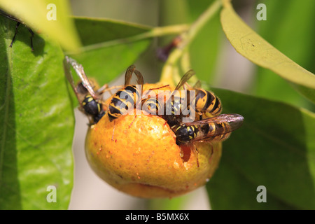 Guêpe commune Paravespula vulgaris MANGER CITRON AGRUMES FLORENTINA Banque D'Images