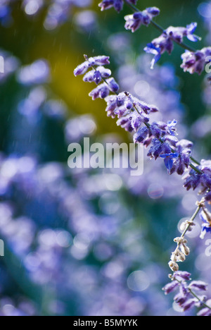 Perovskia atriplicifolia, sauge russe Banque D'Images