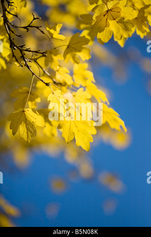 En automne de l'érable sur le terrain contre un brillant ciel bleu Banque D'Images