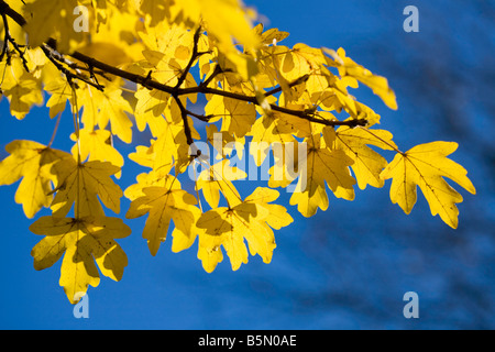 En automne de l'érable sur le terrain contre un brillant ciel bleu Banque D'Images