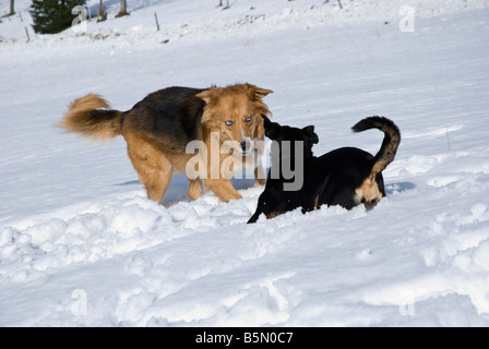 Deux chiens dans la neige Banque D'Images