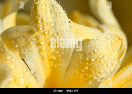 En gouttelettes kaffir jaune Clivia miniata citrina lily Banque D'Images