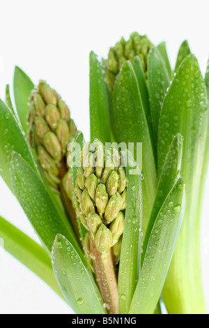 Les feuilles avec des gouttelettes de jacinthe Hyacinthus hybr Banque D'Images