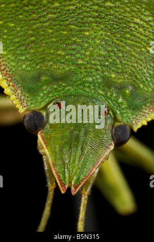 Le Green Stink Bug Loxa flavicollis 2x taille de la vie Banque D'Images