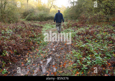 Chemin boueux suivre automne promenade à travers la forêt dans le Somerset en Angleterre Banque D'Images