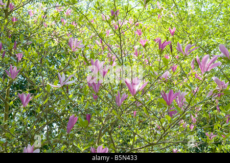 Magnolia sprengeri 'Wakehurst' Banque D'Images