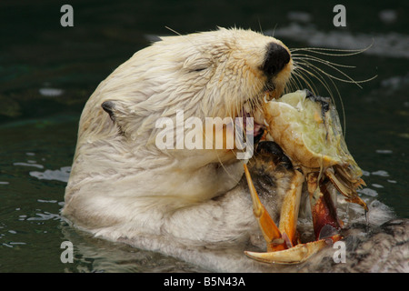 L'alimentation de la loutre de mer en captivité Note crabe objet Banque D'Images