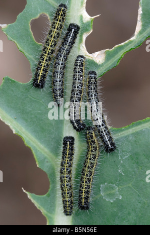 Grands chenilles blanches Piéris brassicae sur une feuille de brocoli, pays de Galles, Royaume-Uni. Banque D'Images