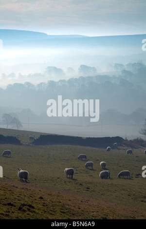 Beau paysage scène de Peak District les moutons dans les terres basses du brouillard tôt le matin Banque D'Images