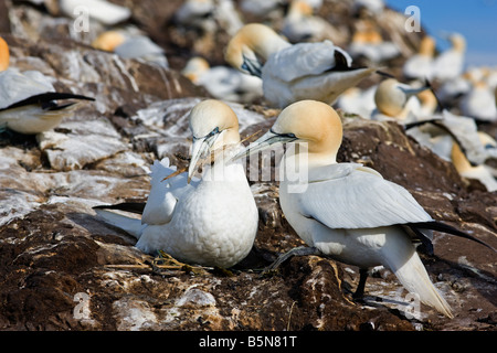 Morus bassanus, bassan. Donner de cadeau dans une paire. Bass Rock, Ecosse Banque D'Images