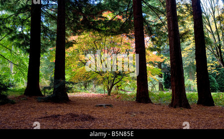 Le Japanese maple en automne couleur Banque D'Images