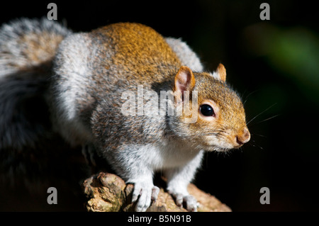 Écureuil gris posing at tehidy woods Banque D'Images