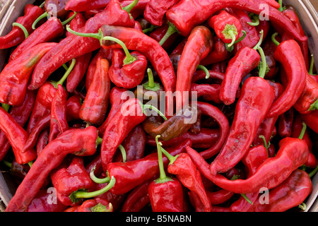Piment rouge en vente au marché de fermiers Banque D'Images