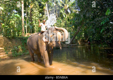 Un cornac d'être éclaboussé par l'eau du coffre de sa femelle éléphant indien (Elephas maximus). Banque D'Images