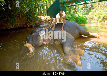 Une femelle éléphant indien (Elephas maximus) lavées dans une rivière par son cornac. Banque D'Images