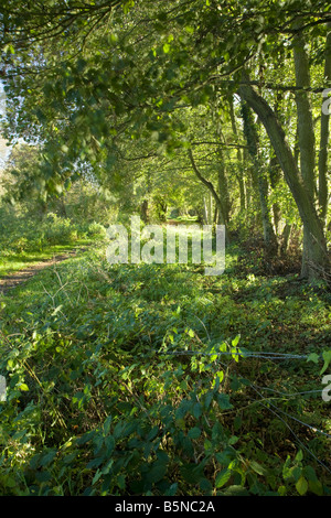 Les arbres d'automne le long du chemin de halage du canal de Kennet et Avon Theale dans Lecture Berkshire Uk Banque D'Images