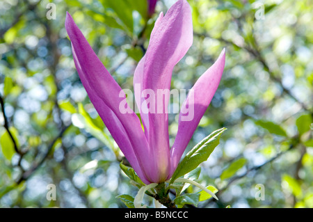 Magnolia sprengeri 'Wakehurst' Banque D'Images