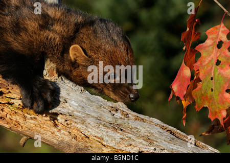 Close up de Fisher ou nord-américain par la martre slinking une souche d'arbre mort avec feuilles rouges à l'automne Pekania pennanti Minnesota USA Banque D'Images