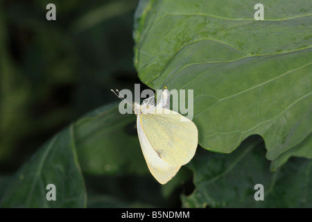 Pieris brassicae LARGE WHITE BUTTERFLY PONDRE sur feuille de chou Banque D'Images