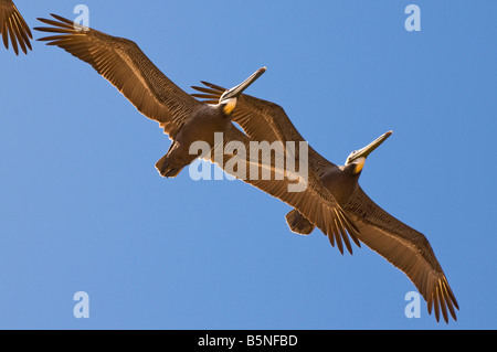 Guana River State Park FL, Pélican brun Pelecanus occidentalis est la plus petite de huit espèces de Pelican vivant sur la côte américaine. Banque D'Images