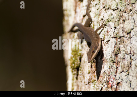 Anolis carolinensis, carolina anole lizzard. Banque D'Images