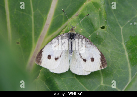 Pieris rapae BLANC PETITE FEMME AU REPOS SUR CHOU Banque D'Images