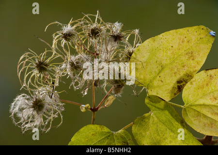 Clématite sauvage ou d'un vieil homme qui s Beard Clematis vitalba en automne montrant les fruits et les feuilles Dorset Banque D'Images