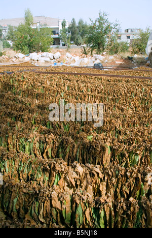 Des feuilles de tabac séchées à Deir el ahmar, village à l'est de la Bekaa au Liban, baalbek Banque D'Images