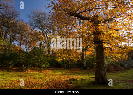 Ouvrez pâturée et hêtre bois de houx à Rufus Stone Nouvelle Forêt en automne Hants Banque D'Images