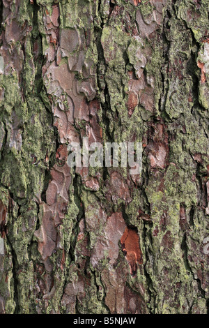 Mélèze d'Europe Larix decidua CLOSE UP D'ÉCORCE SUR ARBRE ADULTE Banque D'Images