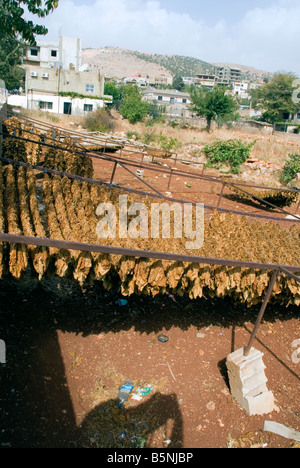 Des feuilles de tabac séchées à Deir el ahmar, village à l'est de la Bekaa au Liban, baalbek Banque D'Images