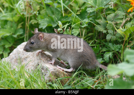 RAT SURMULOT Rattus norvegicus À VUE DU CÔTÉ DE L'ALIMENTATION Banque D'Images