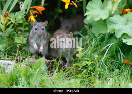 RAT SURMULOT Rattus norvegicus JEUNES SORTANT DE FLOWER BORDER VUE AVANT Banque D'Images