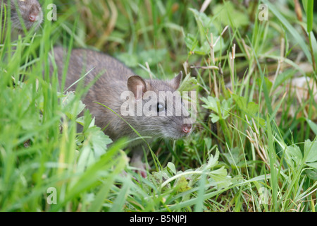 RAT SURMULOT Rattus norvegicus SORTANT DE LA FLEUR VUE DE CÔTÉ DE LA FRONTIÈRE Banque D'Images