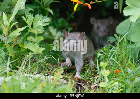 RAT SURMULOT Rattus norvegicus JEUNES SORTANT DE FLOWER BORDER VUE AVANT Banque D'Images